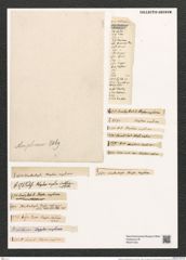 Rhaphoneis amphiceras Ehr. (de-Toni-Nr.: Genus 78, Species 2811) Zeichnungen Sammlung Grunow (NHMW-BOT-W0374163)